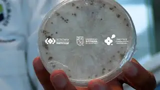 Microbiolog&iacute;a Molecular/Microbiolog&iacute;a UAQ