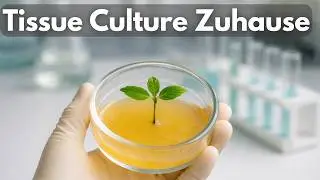 Tissue Culture f&uuml;r Grower &ndash; Genetik sichern ohne Labor