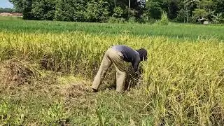 A GENIUS FARMER'S SKILL IN HARVESTING RICE QUICKLY USING A SHARP SICKLE! -Agriculture Farming