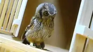 Cute Owl Hunts Invisible Prey