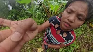 A Hidden Garden in the Mountains | Harvesting Roots in the Rain