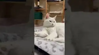 Маиза,Руна и Аякс! Мои хвостики! #shortsfeed #catvideos #catshorts #catlife #catlove #cutecat