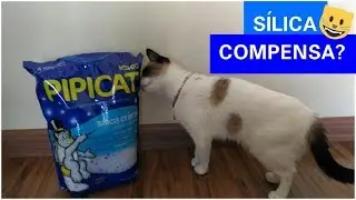 AREIA SÍLICA VALE A PENA?  FAZ MAL PARA O GATO? ♥