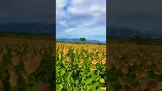 Thenkshipatanam#sunflower#nature#beautiful#status#whatsapp#free download