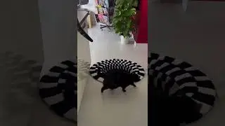 Cats vs Optical Illusion: They Fell for the Fake Hole! 😂🐱#FunnyCats #CatReactions #OpticalIllusion