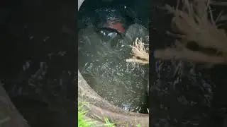 Crazy flooding chicago sewers!! All day every day emergencies 🚨🚨🚨🚨