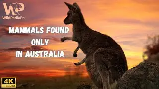 Mammals Found Only in Australia | Evolution&rsquo;s Strange Creations #wildanimals #animallife 