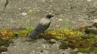 Hooded Crow vocal communication, fledgling activities