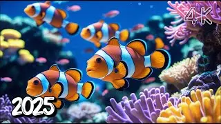 Ocean Life 4K – Vibrant Marine Life with Calming Music for Sleep & Serenity #36