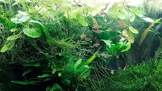 Fütterung der Boraras Naevus mit Mikrowürmern