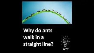 WHY do ants walk in a straight line?
