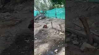 Desi Rooster 🐓 Crossing Hen || #smileyfarming24 #crossing #rooster #hen