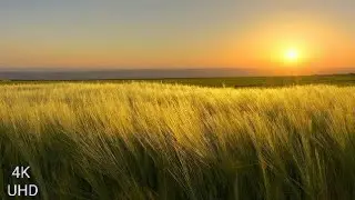 Natural 4K UHD Super Quality Animal Video | 4K UHD ( Ultra High Definition) Video Of Beautiful