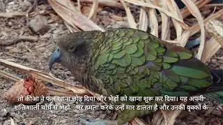 Top Interesting Facts About Worlds Mysterious Animals 