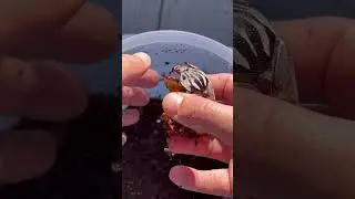 Super rare Goliath Beetle! #rare #anazing #beetle #bug #superrare #exciting #insects #big #viral