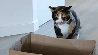 Daily Play Routine - Cute Cats in 4K