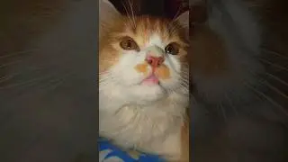Cute Cat #cute #cat #cutecat #pets #pet #animals #kitten #catlovers #catvideos #catshorts
