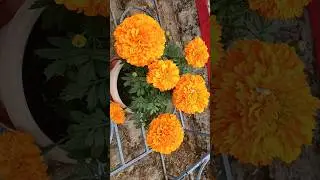 &ldquo;Beautiful Flowers in Nature 🌸 Relaxing Flower Video&rdquo;#flowers#er#naturturelovers#bea##ytshorts