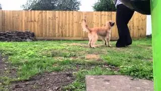 Khe Pyrenean Sheepdog FitPAWS Master Trainer Programme Level Three