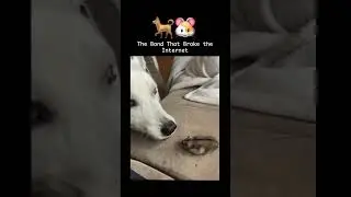 This Dog Could've Eaten Her In One Bite
