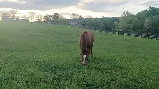 Horse Farming in Damascus, Maryland.