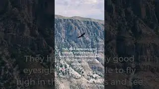 Dream Eagles #faith #motivation #inspiration #bible #jesus #god #propheticword