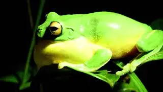 Peron's tree frog song & call | Litoria chloris Australian frog