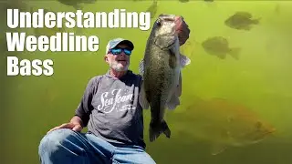 Master Weedline Fishing: Secrets of Big Bass Success