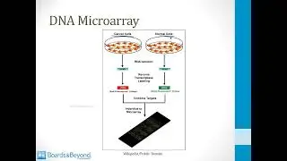 Cell Biology   2  Laboratory Techniques   5 Microarrays and FISH atf
