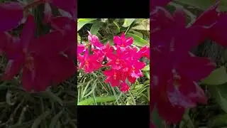 Extraordinary orchids of Jamaica