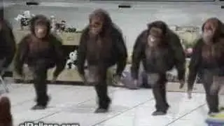 5 funny monkeys dancing