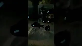 flashlight fish