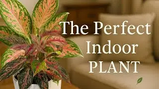 Chinese Evergreen (Aglaonema) Care: Why This Sparkling Sarah Is the Perfect Indoor Plant&rdquo;