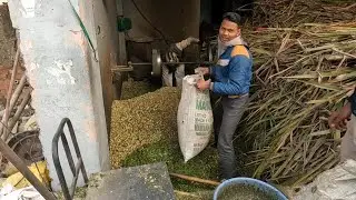 Providing food to street cows | fodder for cow and bull | helping animals