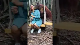 Chimpanzee flirting with my wife 😜😜😜