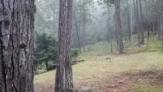 ASMR Brain Massage Daylight Garden Forest Ambience sound with video  to relax, study & sleep no ads