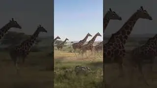 A group of giraffes running