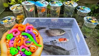 Unboxing Telur Ikan CUPANG, Ikan Mas, Ikan Lele, Ikan Hias, Guppy, Koi, Ikan CHANNA, Belut Moray