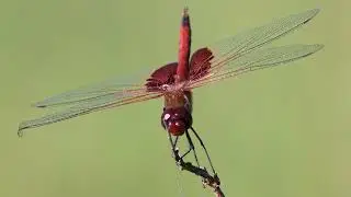 Red mantled saddlebags