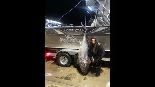 250 pound bluefin tuna! Bluefin tuna Northern California