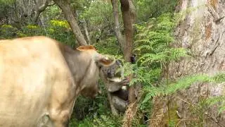 FUNNY KOALA