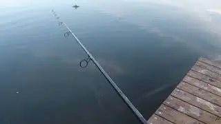 Yo Zuri-Mag Darter