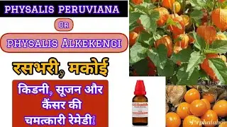 Physalis Alkekengi homeopathy medicine|physalis golden berry|peruvian ground cherry benefits