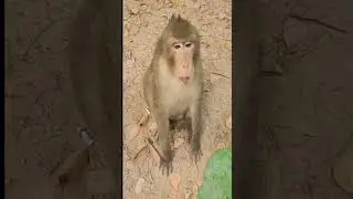 How Patience Monkey Request Lotus #Shorts