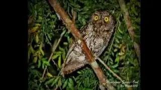 Mindanao Scops Owl (Otus mirus) rarest and smallest owl in the World SX60 by Ben Maputi