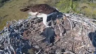 Floppy fish make trouble for small chick | #4 Sääksilive (Osprey Cam) Jun 20, 2025