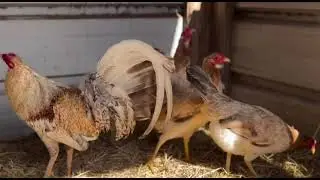 Bulik Dom Hatch Black Melsims And Sweater Doc Hatch Robinson | DAVID CACHE GAMEFARM