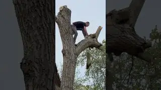 Giant Tree Cutting by Expert Chainsaw Operator &ndash; Real Skill in Action