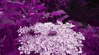 RRËMËNËSHTI,,, Moj Lenushë,  Stau unë xuë tu livadi (Dhimitri Haxharas)