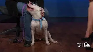 Cleveland APL Pet of the Weekend: A sweet and affectionate dog named Cash